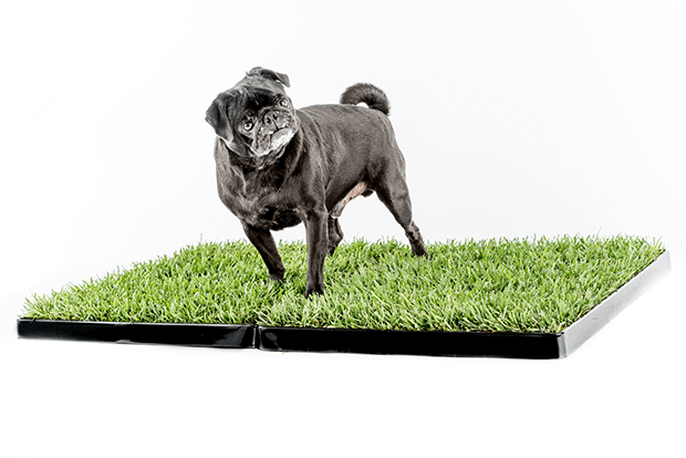 doggielawn-dog-mops-grass
